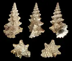 Cerithium nodulosum