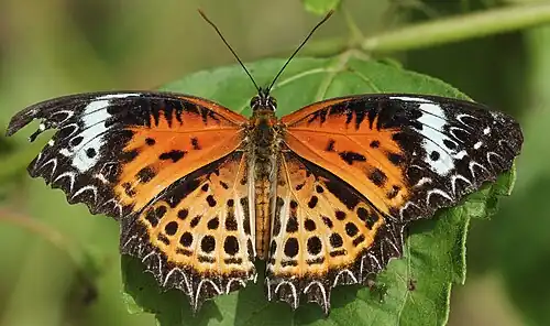 Dorsal view