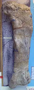 Right femur of C. oxoniensis