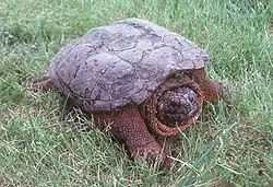 Common snapping turtle (Chelydra serpentina)