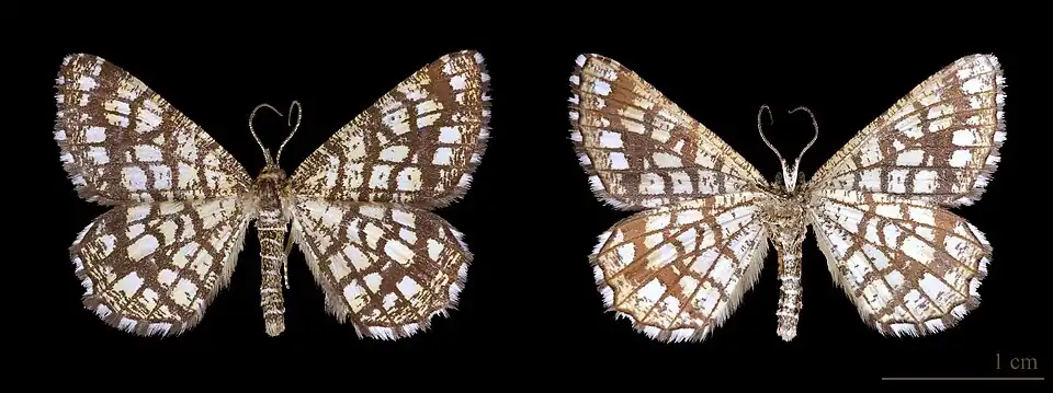 Female – dorsal and ventral sides