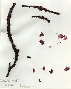 Seaweed that has been dried and pressed