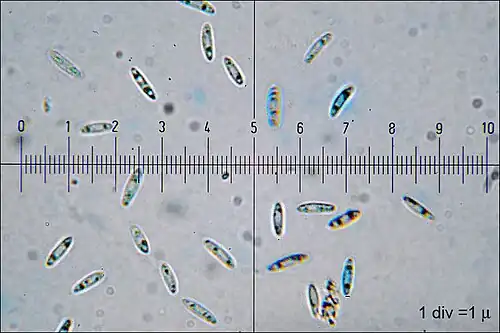 C. aeruginascens spores