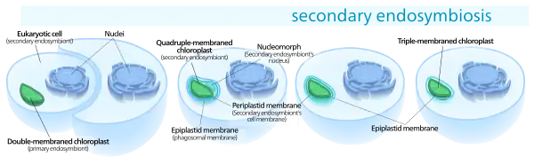 Secondary endosymbiosis consisted of a eukaryotic alga being engulfed by another eukaryote, forming a chloroplast with three or four membranes.