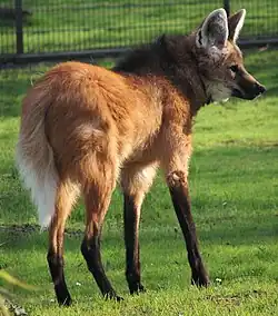 Maned wolf in Cologne Zoo, Germany