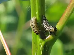 Larvae