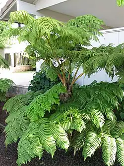 Used for landscaping