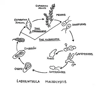 Basado en:https://www.google.com/url?sa=i&url=https%3A%2F%2Finapesca.gob.mx%2Fportal%2Fdocumentos%2Fpublicaciones%2F30112012%2520SAGARPA.pdf&psig=AOvVaw3dbaaXTToEYHJeR5vXhFoL&ust=1649116682831000&source=images&cd=vfe&ved=0CAwQjhxqFwoTCIC3orCx_vYCFQAAAAAdAAAAABAD