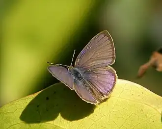 Dorsal view