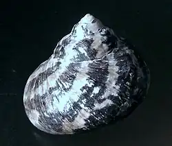 Abapertural view