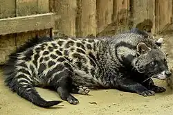 African civet (Civettictis civetta)
