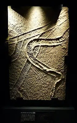 Climactichnites wilsoni, these trails were made by a large, slug-like mollusk at Blackberry Hill. These examples are about 10 cm wide.