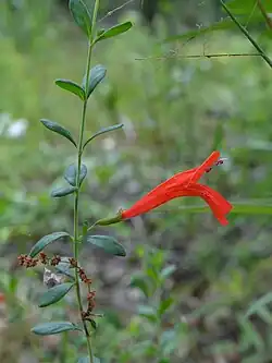 Clinopodium coccineum