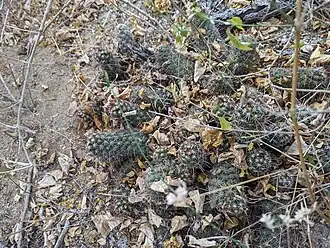 Plant growing in habitat near Santa Gertrudis, Baja California Sur