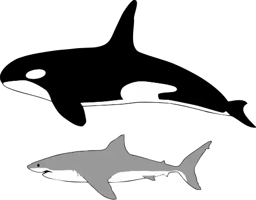 The great white shark (bottom) is one of the top marine predators; however, the orca (top) is known to prey upon them. making the former not true apex predators.[note 2]
