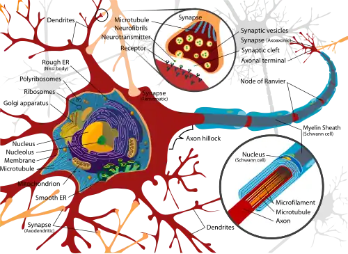 Complete labeled neuron.