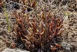 Budding flower stalks arising from the base