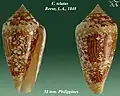 Conus telatus Reeve, L.A., 1848