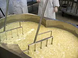 A large cheese vat containing curds and whey