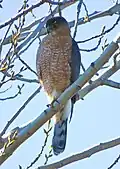 Adult Cooper's hawk