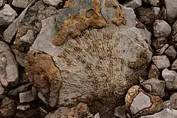 Fossil corals in the Brooks Range