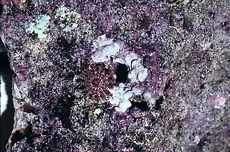Early juvenile starfish feeding on coralline algae (leaving behind white feeding scars)