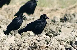 Corvus frugilegus pastinator, Gunsan, South Korea