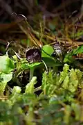 Corybas iridescens with oval dorsal sepal and slightly transparent labellum lower margin. Note the abrupt point on the labellum tip; refer to the taxobox image as well.