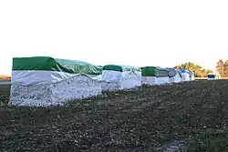 Harvested cotton in modules ready for pickup