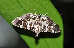 Chabula moth.