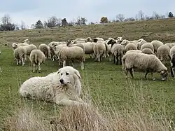 A herd of sheep on the Karst Plateau