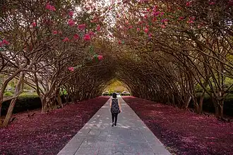 Crepe Myrtles in bloom.