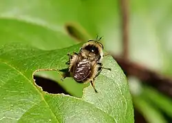 Photograph of criorhina tricolor, a type of hoverfly. The insect is resting on a leaf with a large hole in it.