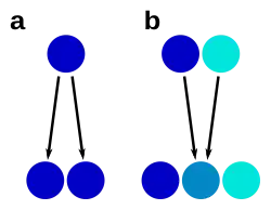 Scheme showing morphological stasis and hybrid speciation, with species presresented by circles, their color indicating morphological similarity or dissimilarity