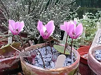 C.&nbsp;colchicum