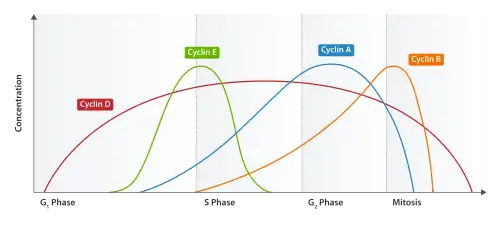 Expression of cyclins through the cell cycle.