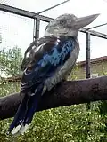 Male in captivity