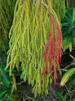 An image of D. cupressinum's slender-like leaves and branchlets. The greenish-yellow and even redish-brown leaves are linear-subulate and imbricated, meaning they are arranged in an overlapping pattern.