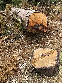 A recently felled D. cupressinum.