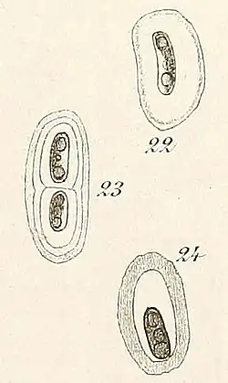 A diagram of Dactylothece braunii