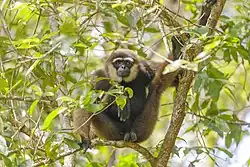 Brown gibbon