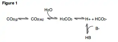 Figure 1. Important acid-base reactions involving carbon dioxide.