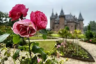 Flowers growing in the front garden