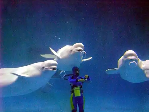 Beluga whales blowing bubble rings in Shimane Aquarium