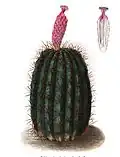 Plate of Echinopsis rhodocantha in Blühende Kakteen - Iconographia Cactacearum Tafel 16 (1904)