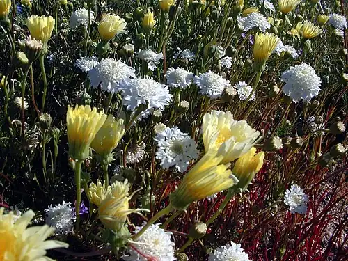 Desert dandelions and desert pincushions, Joshua Tree