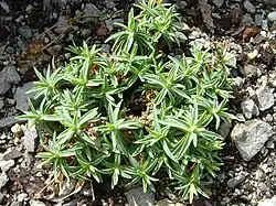 Foliage, on scree