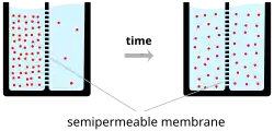 A schematic diagram of two beakers, each filled with water (light-blue) and a semipermeable membrane represented by a dashed vertical line inserted into the beaker dividing the liquid contents of the beaker into two equal portions. The left-hand beaker represents an initial state at time zero, where the number of ions (pink circles) is much higher on one side of the membrane than the other. The right-hand beaker represents the situation at a later time point, after which ions have flowed across the membrane from the high to low concentration compartment of the beaker so that the number of ions on each side of the membrane is now closer to equal.