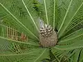Dioon edule
