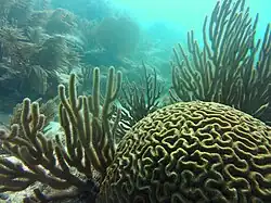 Diploria strigosa, in the near shore waters of Key West, Florida